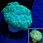 Bubble Coral Indonesia (click for more detail)