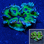 Spiny Pectinia Coral Indonesia (click for more detail)