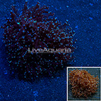 Frogspawn Coral Indonesia (click for more detail)