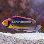 Red Head Solon Fairy Wrasse Terminal Phase Male [Blemish] (click for more detail)