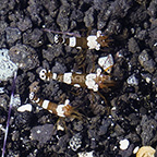 Sexy Anemone Shrimp (3-Lot) (click for more detail)