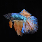 Mustard Gas Betta, Male (click for more detail)