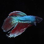 Round Tail Betta, Male (click for more detail)