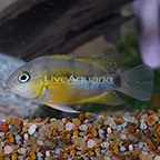 Cutter's Cichlid (click for more detail)