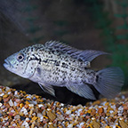 Haitian Cichlid (click for more detail)