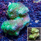 Hydnophora Coral Tonga (click for more detail)