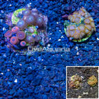 Two Pack Zoanthus Coral Indonesia (click for more detail)