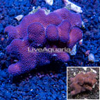 Stylophora Coral Tonga (click for more detail)