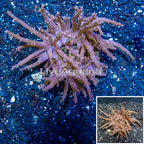 Tree Coral Indonesia (click for more detail)