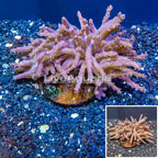 Tree Coral Indonesia (click for more detail)