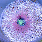 Tube Anemone, Orange with Neon Green Center (click for more detail)