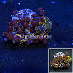 Red People Eater Colony Polyp Rock Zoanthus Indonesia IM (click for more detail)