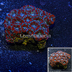 Lord Coral Indonesia (click for more detail)
