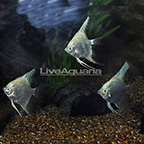 Platinum Angelfish (Group of 3) (click for more detail)