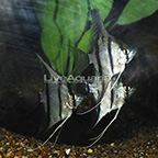 Dantum Angelfish (Group of 3) (click for more detail)