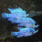 Electric Blue Ram Cichlid (Group of 3) EXPERT ONLY (click for more detail)