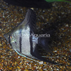 Dantum Angelfish (click for more detail)