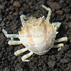 Pitho Crab [Blemish] (click for more detail)