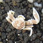 Porcelain Anemone Crab [Blemish] (click for more detail)