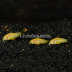 Albino Neon Orange Laser Cory Catfish (Trio) (click for more detail)
