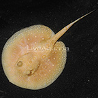 Albino Pearl Stingray EXPERT ONLY (click for more detail)