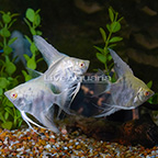 Albino Marble Angelfish (Group of 3) (click for more detail)