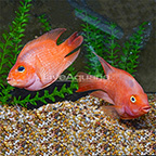 Purple King Kong Parrot Cichlid (Pair) (click for more detail)