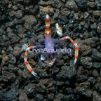 Coral Banded Shrimp, Blue (click for more detail)