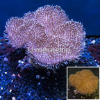 Toadstool Leather Coral Indonesia (click for more detail)