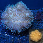 Toadstool Leather Coral Indonesia (click for more detail)