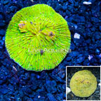 Short Tentacle Plate Coral Indonesia (click for more detail)
