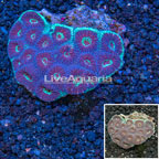 Australia Dipsastrea Brain Coral (click for more detail)