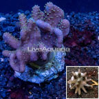 Devil's Hand Leather Coral  Indonesia (click for more detail)