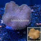 Toadstool Leather Coral Indonesia (click for more detail)