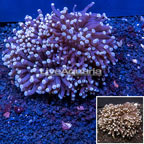  Torch Coral Australia (click for more detail)