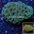  Acan Lord Coral Australia (click for more detail)