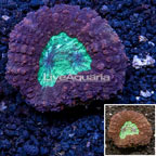 Lobed Brain Coral Australia (click for more detail)