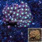  Blastomussa Coral Australia (click for more detail)