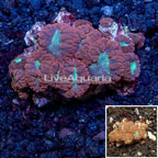 Blastomussa Wellsi Coral Australia (click for more detail)