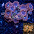 Blastomussa Wellsi Coral Australia (click for more detail)