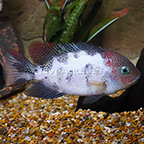Marble Fenestratus Cichlid (click for more detail)