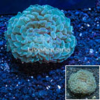 Hammer Coral Tonga (click for more detail)