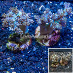 LiveAquaria® Two Pack Cultured Pineapple Tree Coral (click for more detail)