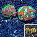 LiveAquaria® Two Pack Cultured Favia Coral  (click for more detail)