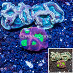 LiveAquaria® Three Pack Cultured Goniastrea Brain Coral  (click for more detail)