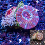 LiveAquaria® Two Pack Cultured Pom Pom Xenia and Acan Lord Coral (click for more detail)