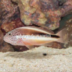 Freckled Hawkfish  (click for more detail)