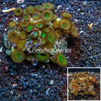  Protopalythoa Coral Indonesia (click for more detail)