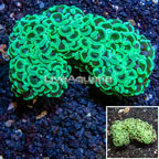 Hammer Coral Australia (click for more detail)