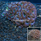 Acan Lord Coral Australia (click for more detail)